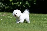 BICHON FRISE 579